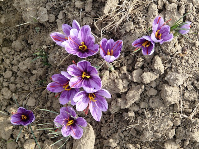 The Amazing Story Of Kashmiri Saffron