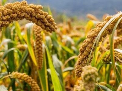 FoxTail Millets