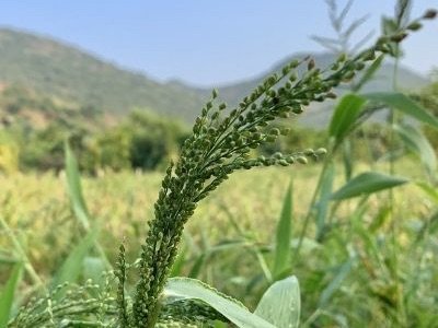 BrownTop Millets