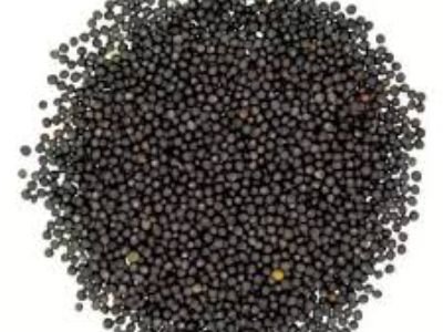 Black Mustard