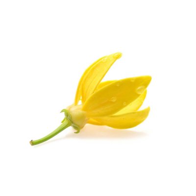 Ylang Ylang
