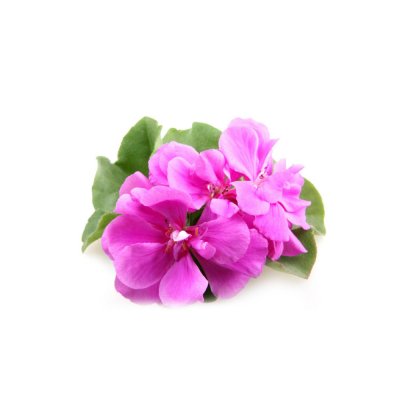 Geranium Essential Oil
