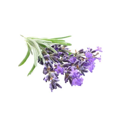 Lavender Essential Oil