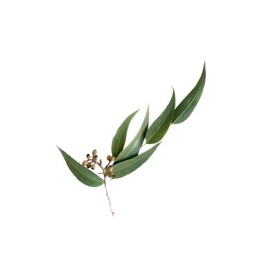 Eucalyptus Essential Oil