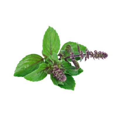 Tulsi Essential Oil