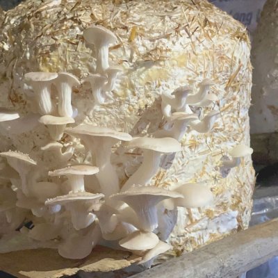 Oyster Mushroom Pickle , 150 gm