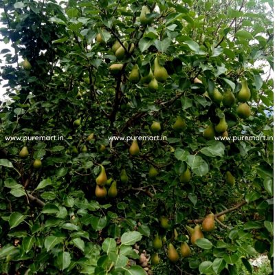 Fresh Kashmiri Pears (Nashpati), 3 Kg